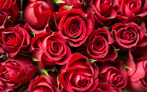 Valentine Day Roses